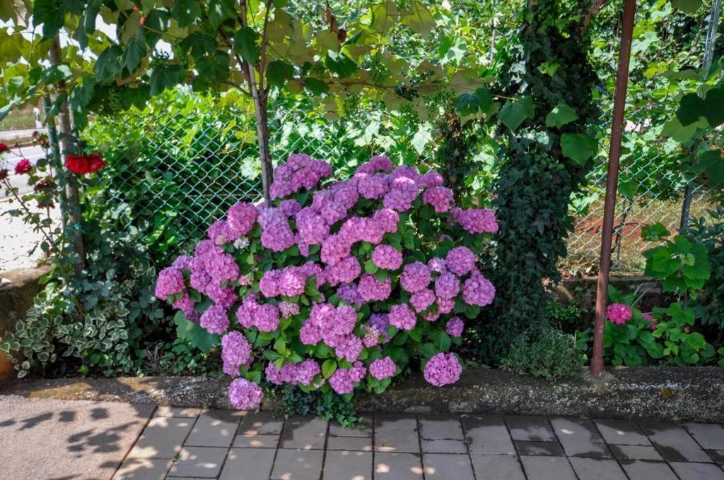 Apartamento Angela Novigrad Istria Exterior foto